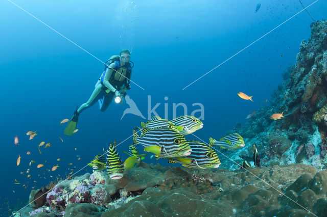 Oosterse diklipvis (Plectorhinchus vittatus)