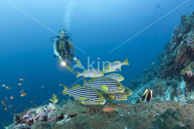 Oosterse diklipvis (Plectorhinchus vittatus)