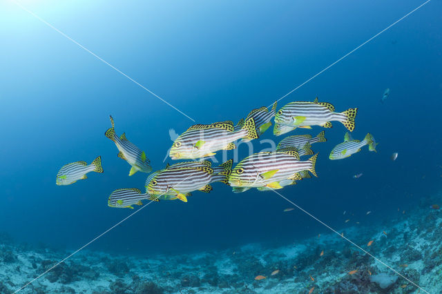 Indian Ocean oriental sweetlips (Plectorhinchus vittatus)