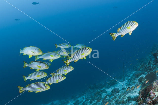 Indian Ocean oriental sweetlips (Plectorhinchus vittatus)