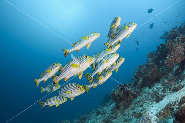 Indian Ocean oriental sweetlips (Plectorhinchus vittatus)