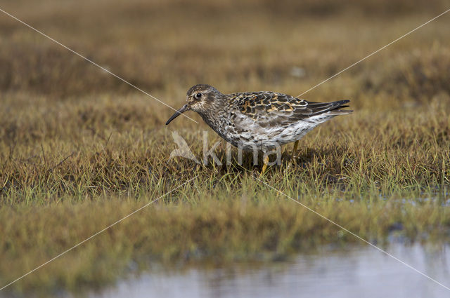 Paarse Strandloper (Calidris maritima)