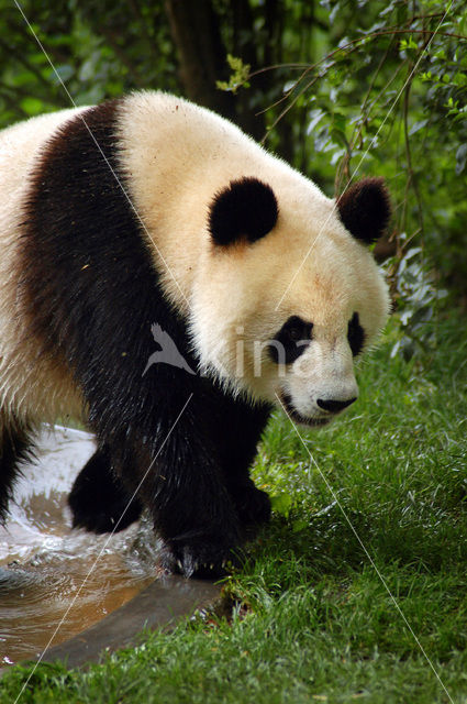 Giant Panda (Ailuropoda melanoleuca)