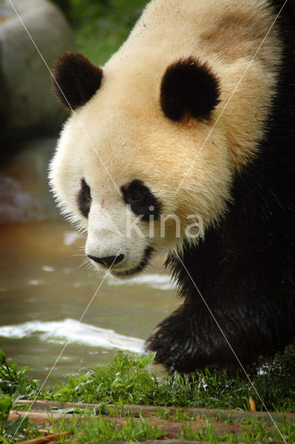 Giant Panda (Ailuropoda melanoleuca)