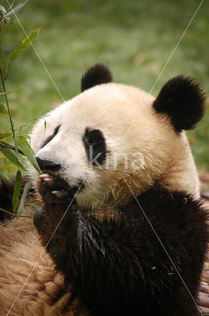 Giant Panda (Ailuropoda melanoleuca)