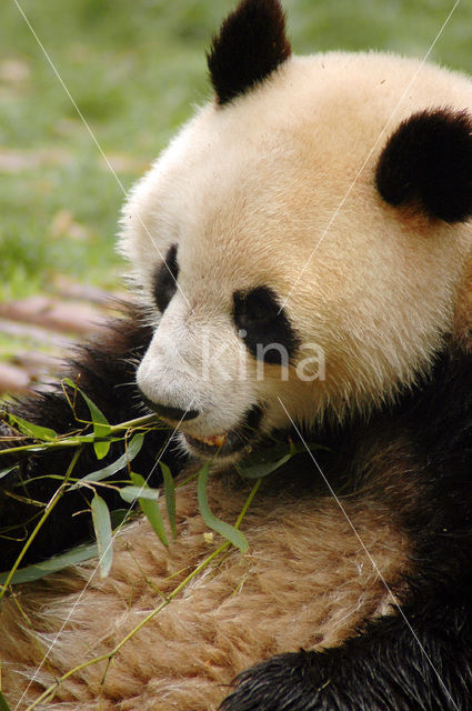 Giant Panda (Ailuropoda melanoleuca)