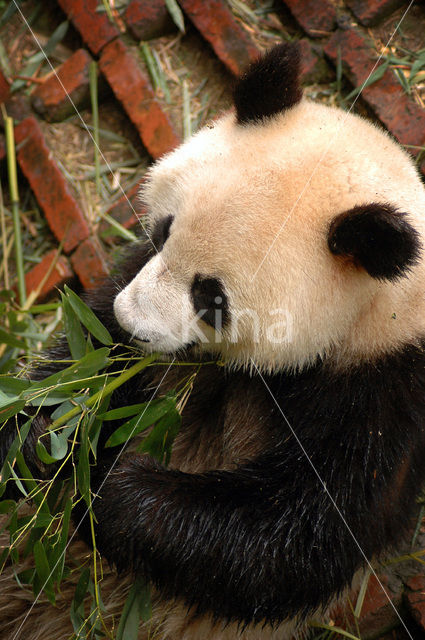 Giant Panda (Ailuropoda melanoleuca)