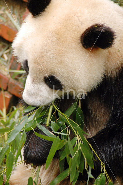 Giant Panda (Ailuropoda melanoleuca)