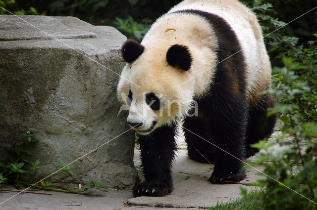 Giant Panda (Ailuropoda melanoleuca)