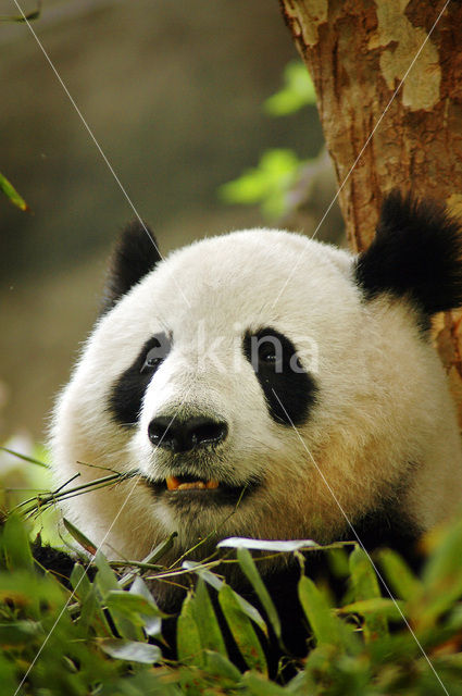 Giant Panda (Ailuropoda melanoleuca)