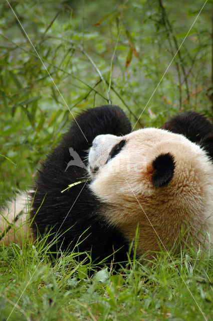 Giant Panda (Ailuropoda melanoleuca)