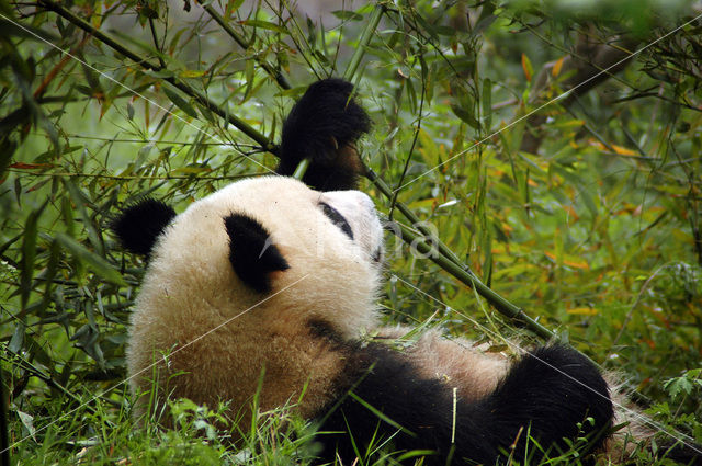 Giant Panda (Ailuropoda melanoleuca)