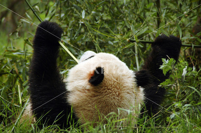 Giant Panda (Ailuropoda melanoleuca)