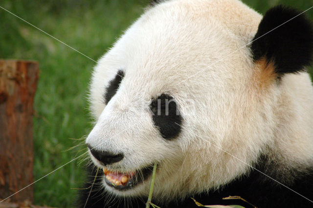 Giant Panda (Ailuropoda melanoleuca)