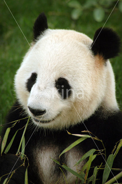 Giant Panda (Ailuropoda melanoleuca)