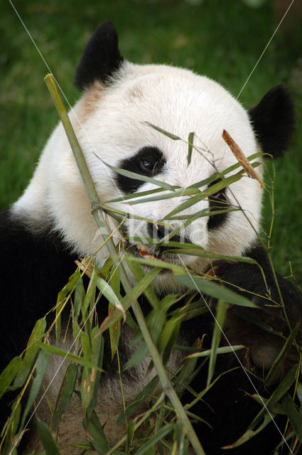 Giant Panda (Ailuropoda melanoleuca)