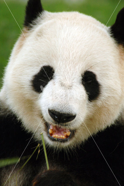 Giant Panda (Ailuropoda melanoleuca)