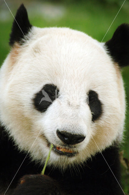 Giant Panda (Ailuropoda melanoleuca)