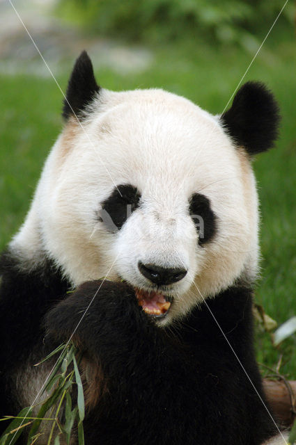 Giant Panda (Ailuropoda melanoleuca)