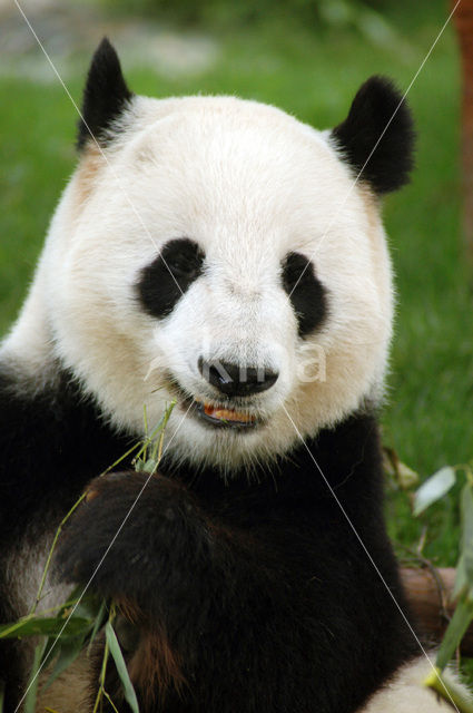 Giant Panda (Ailuropoda melanoleuca)