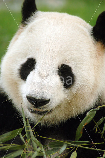 Giant Panda (Ailuropoda melanoleuca)