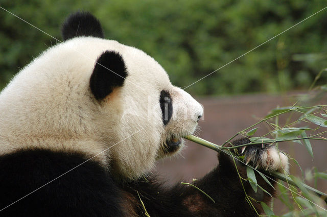 Giant Panda (Ailuropoda melanoleuca)