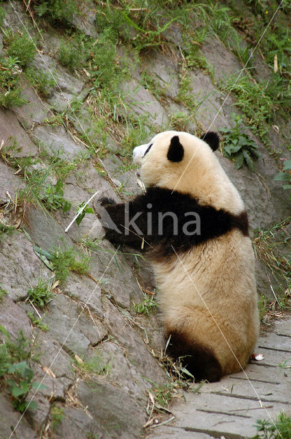 Giant Panda (Ailuropoda melanoleuca)