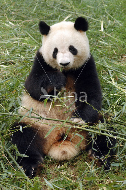 Giant Panda (Ailuropoda melanoleuca)