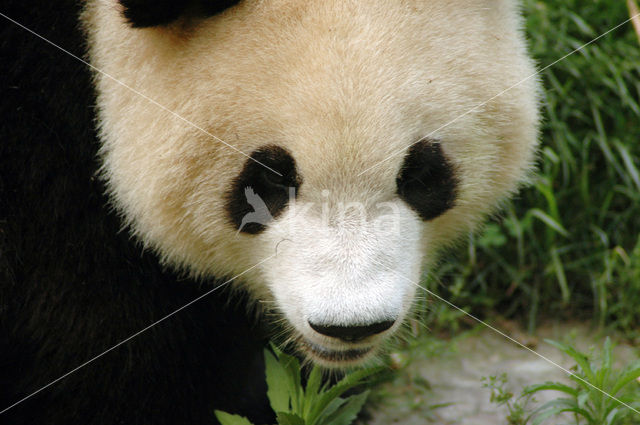 Giant Panda (Ailuropoda melanoleuca)