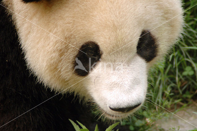 Giant Panda (Ailuropoda melanoleuca)