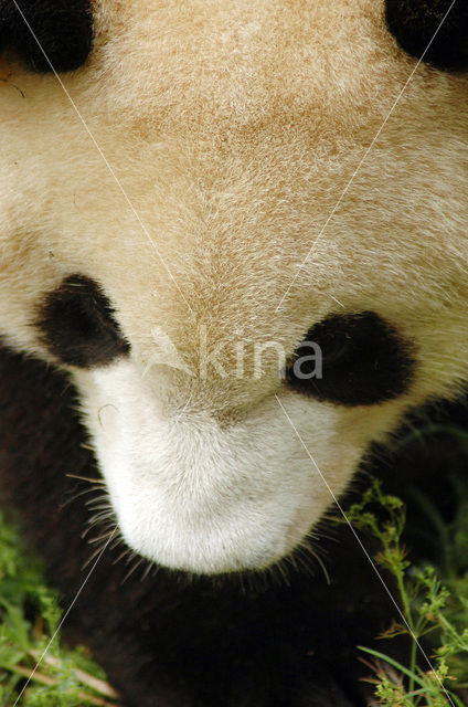 Giant Panda (Ailuropoda melanoleuca)