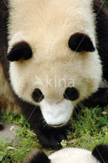 Giant Panda (Ailuropoda melanoleuca)