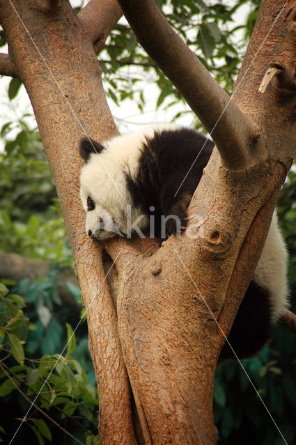 Giant Panda (Ailuropoda melanoleuca)