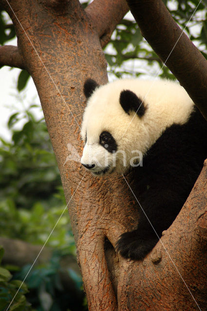 Giant Panda (Ailuropoda melanoleuca)