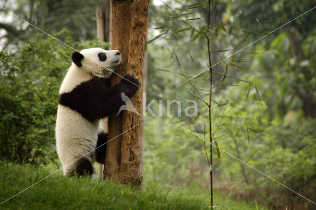 Giant Panda (Ailuropoda melanoleuca)