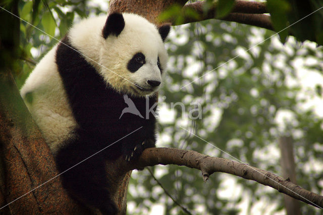 Giant Panda (Ailuropoda melanoleuca)