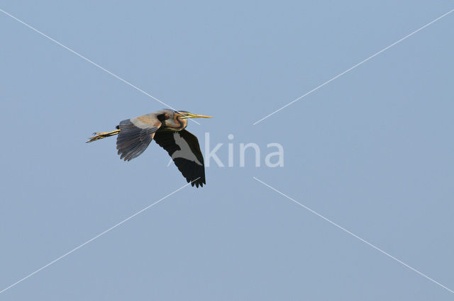 Purple Heron (Ardea purpurea)