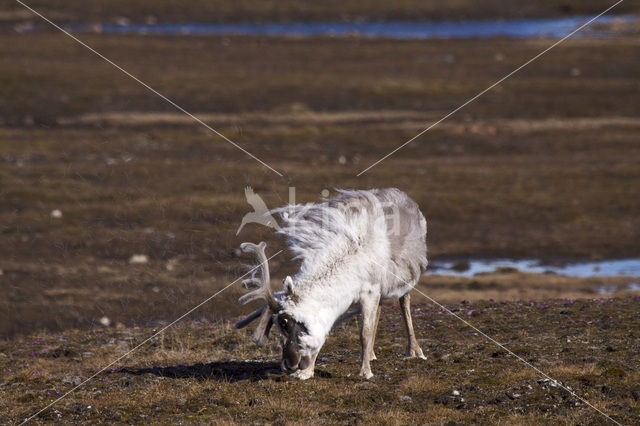 Rendier (Rangifer tarandus)