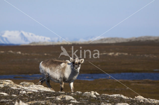 Rendier (Rangifer tarandus)