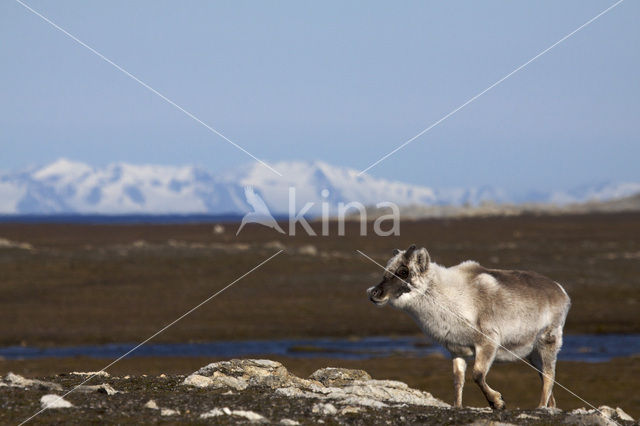 Rendier (Rangifer tarandus)