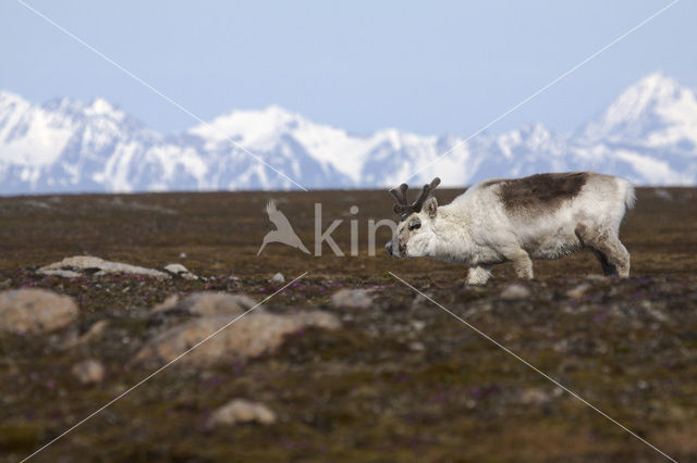 Rendier (Rangifer tarandus)