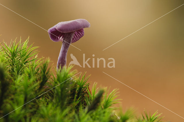 Amethyst Deceiver (Laccaria amethystina)