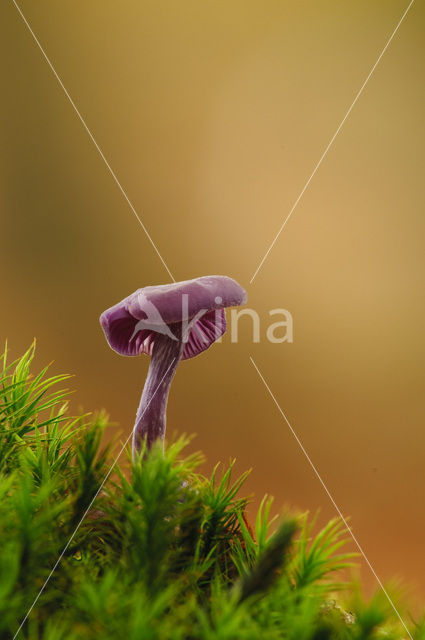 Amethyst Deceiver (Laccaria amethystina)