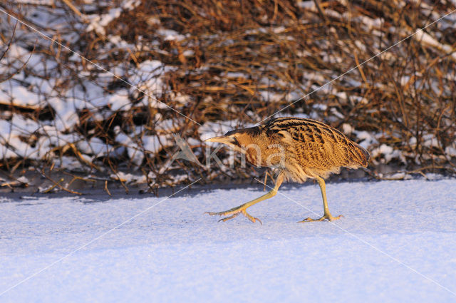 Bittern (Botaurus stellaris)