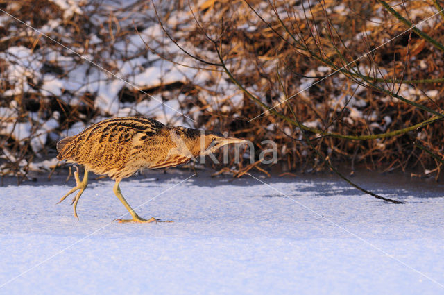 Bittern (Botaurus stellaris)