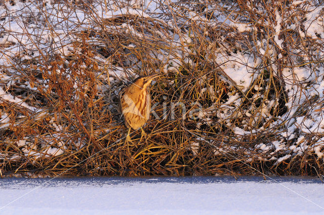 Bittern (Botaurus stellaris)