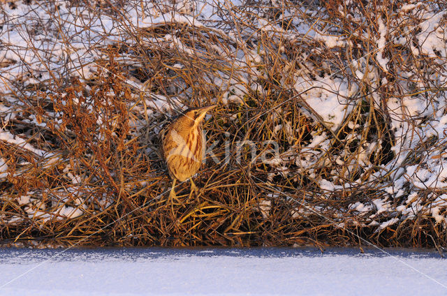 Bittern (Botaurus stellaris)