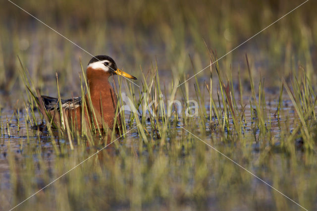 Rosse Franjepoot (Phalaropus fulicarius)