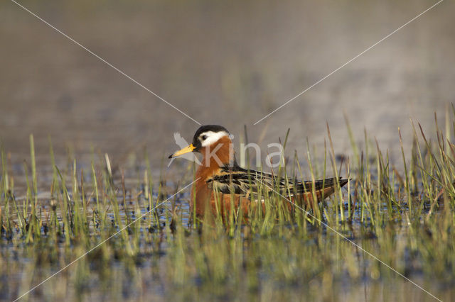 Rosse Franjepoot (Phalaropus fulicarius)