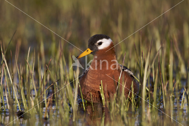 Rosse Franjepoot (Phalaropus fulicarius)